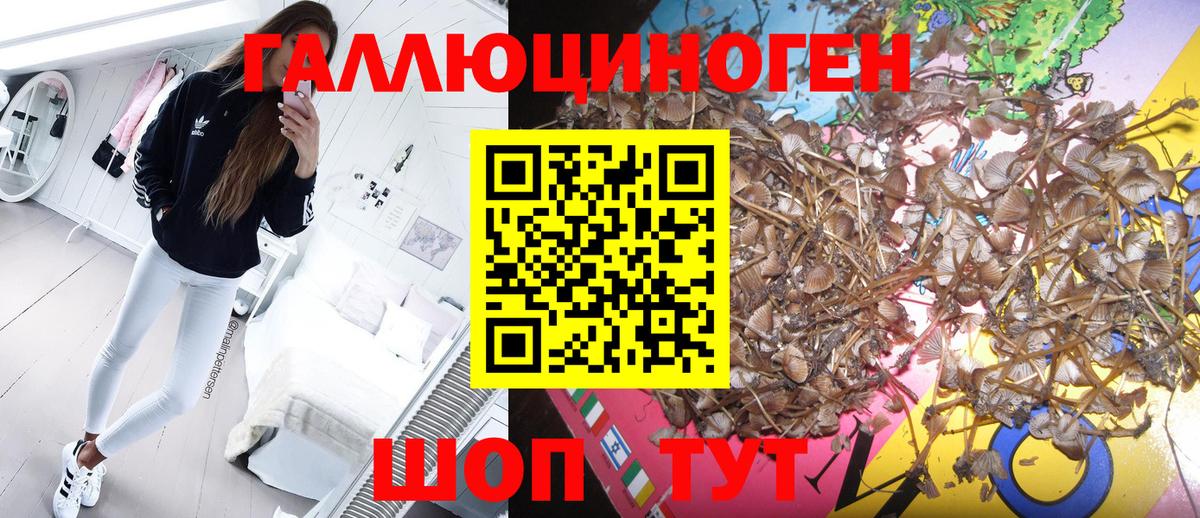 Псилоцибиновые грибы GOLDEN TEACHER  Вход с VPN  Холмск  Псилоцибиновые грибы ЛСД 